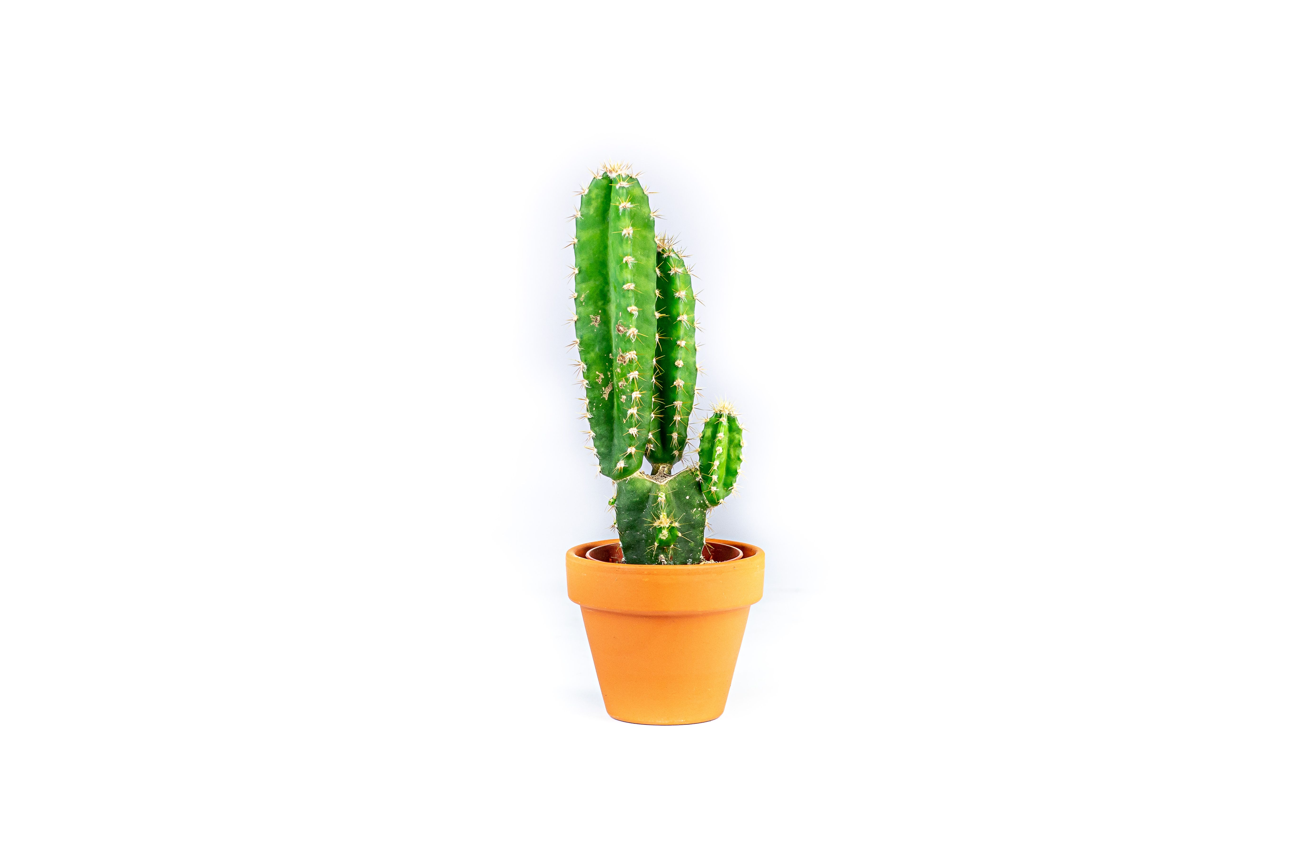 Cereus peruvianus mix, průměr 6 cm Kaktus