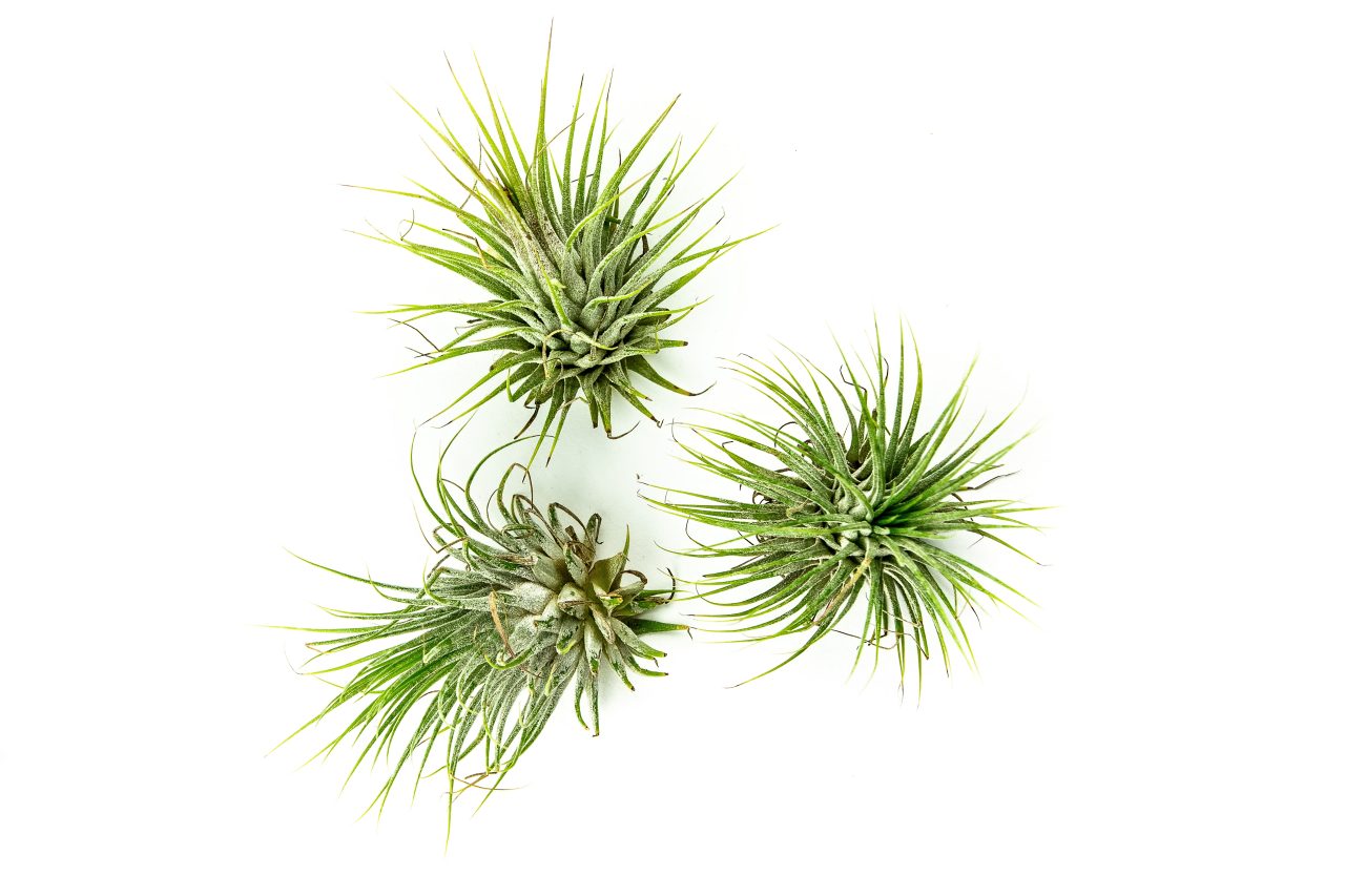 Tillandsia ionantha green Tillandsie, kykatka