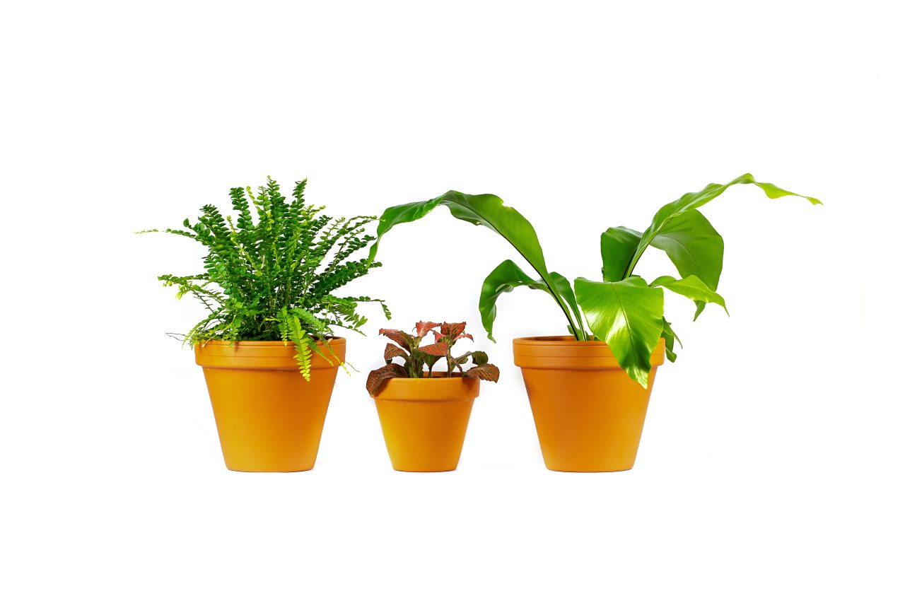Set rostlin do terária