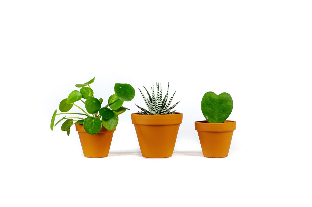Set rostlin pro děti
