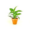 1009 3 aglaonema maria prumer 12 14 cm