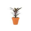 Gardners.cz Cordylene fruticosa red