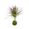 Kokedama Dracaena marginata Bicolor (L)  Dracéna lemovaná, dračinec