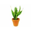 Sansevieria trifasciata Laurentii, průměr 17 cm  Sanseveria, Tchýnin jazyk, Tenura