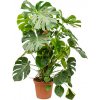 Monstera deliciosa s kokosovou vzpěrou, průměr 27 cm  Monstera skvostná