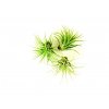 11687 2 tillandsia mix zachran kytku