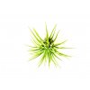 11687 3 tillandsia mix zachran kytku