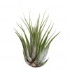 11687 4 tillandsia mix zachran kytku