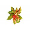 11723 1 aglaonema red peacock prumer 12 14 cm
