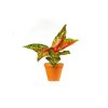 11723 2 aglaonema red peacock prumer 12 14 cm