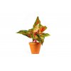 11723 aglaonema red peacock prumer 12 14 cm