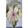 Caladium Miss Muffet