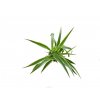 Chlorophytum MIX, průměr 11 cm - ZACHRAŇ KYTKU  Chlorofytum, zelenec