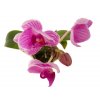 Phalaenopsis mini, průměr 6 cm - ZACHRAŇ KYTKU  Falenopsis, můrovec