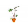 Alocasia Pink Tarragon, průměr 12-13 cm  Alokásie,  Alokázie