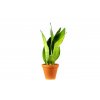 Sansevieria trifasciata Moonshine, průměr 12 cm  Sanseveria, Tchýnin jazyk, Tenura