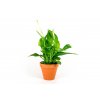 Gardners.cz Spathiphyllum