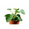 Gardners.cz Pilea