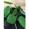 Pilea peperomioides, průměr 10-13 cm - ZACHRAŇ KYTKU  Chinese money plant, palačinková kytka