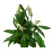 Spathiphyllum, průměr 9 cm - ZACHRAŇ KYTKU  Spatifylum, Lopatkovec, Toulcovka