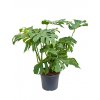12662 1 monstera mix prumer 12 cm zachran kytku