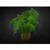 12680 1 kokedama asparagus mix zachran kytku