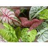 14159 caladium angel wings prumer 12 13 cm