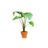 Alocasia Portodora, průměr 14 cm  Alokásie,  Alokázie