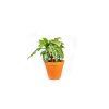 Gardners.cz Aphelandra Squarrosa, průměr 12 cm