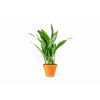 Gardners.cz Aspidistra Elatior, průměr 14 cm