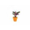 Calathea roseopicta Dotie, průměr 6-7 cm  Kalatea