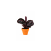 Calathea roseopicta Dottie, průměr 6-7 cm  Kalatea