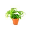 Gardners.cz Adianthum