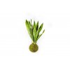 Kokedama Sansevieria Laurentii (L)  Sanseveria, Tchýnin jazyk, Tenura