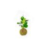 Kokedama Clusia rosea (L)  Klusie