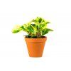Garnders.cz Peperomia Obtusifolia