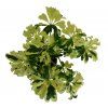 Schefflera Arboricola, průměr 13 cm - ZACHRAŇ KYTKU  Šeflera