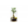 13967 2 sklenena vaza digitalis se zuzenym otvorem vyska 35 cm prumer 19 cm osazene ficus microcarpa ginseng