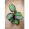Calathea roseopicta Cora, průměr 12 cm  Kalatea