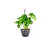 Monstera adansonii Monkey Mask - závěs, průměr 14-15 cm  Monstera, Adansonova monstera, Švýcarský sýr