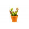 Gardners.cz Sarracenia