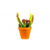 Gardners.cz Sarracenia 2