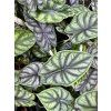 Alocasia Dragon Scale, průměr 9 cm  Alokásie,  Alokázie