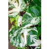 Monstera deliciosa variegata, průměr 12 cm  Monstera skvostná