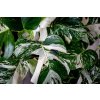 Monstera deliciosa variegata, průměr 12 cm  Monstera skvostná