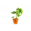 Monstera deliciosa variegata, průměr 12 cm  Monstera skvostná