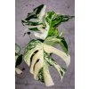 Monstera deliciosa variegata, průměr 12 cm  Monstera skvostná