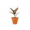 Gardners.cz Ficus elastica Belize3