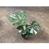 Monstera deliciosa variegata Thai Constellation, průměr 15-17 cm  Monstera skvostná