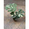 Monstera deliciosa variegata Thai Constellation, průměr 15-17 cm  Monstera skvostná
